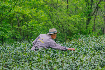 杭州西湖龙井茶园