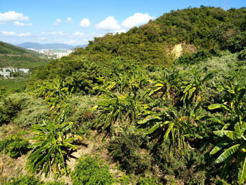 绿植背景图