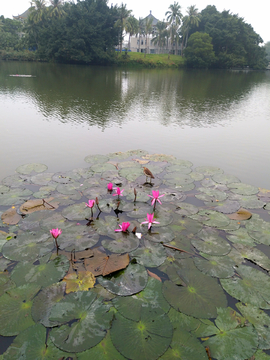 湖中莲花