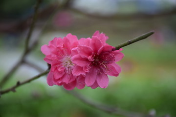 桃花绽放