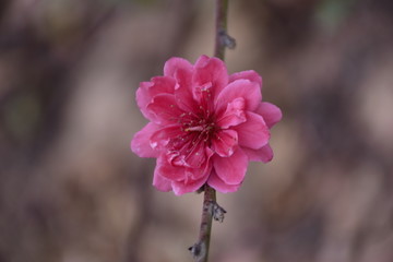 漂亮的桃花