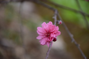 一朵花