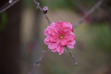 一朵桃花