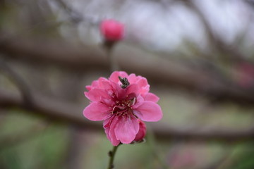 花季