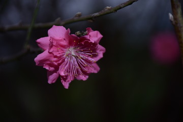 花季