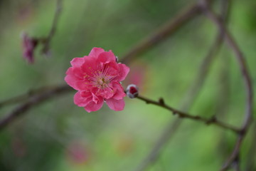 漂亮桃花