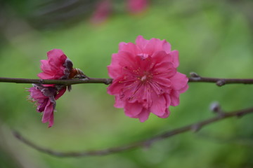 漂亮的桃花