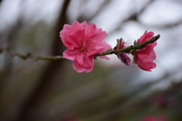 桃花朵朵开