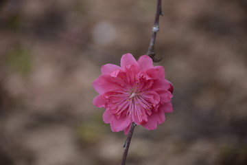 一朵桃花