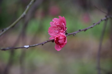 桃花花蕾