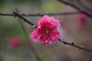 桃花开了