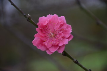 春天里的桃花