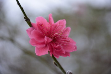 花季