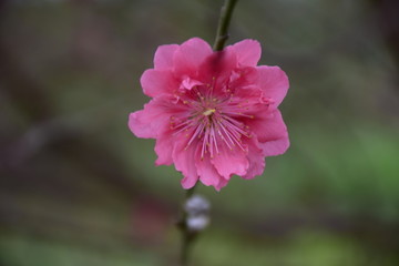 桃花漂亮