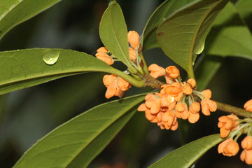 桂花素材