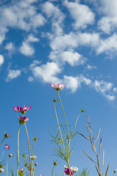 波斯菊