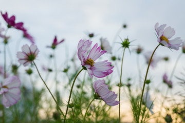 波斯菊