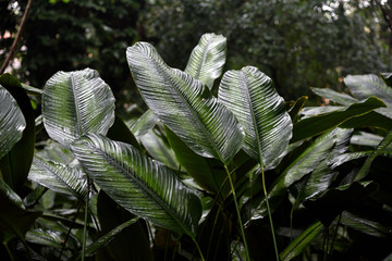 曼听公园热带植物