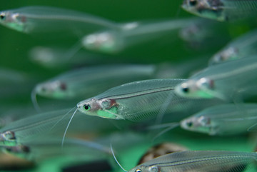 透明魚玻璃貓