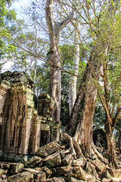 柬埔寨暹粒塔普伦寺古树缠绕