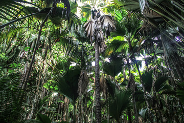 塞舌尔普拉兰岛五月谷海椰子树