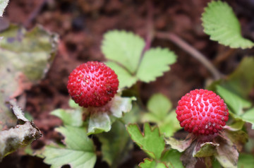 野生植物野莓