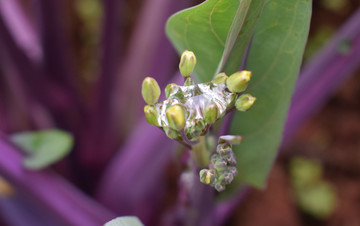 油菜油菜苔