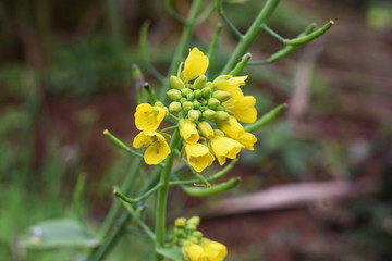 油菜花