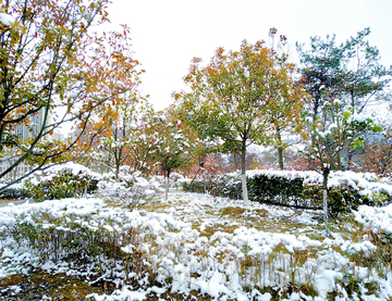 公园雪景