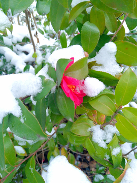 雪中花朵