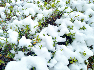 雪景图