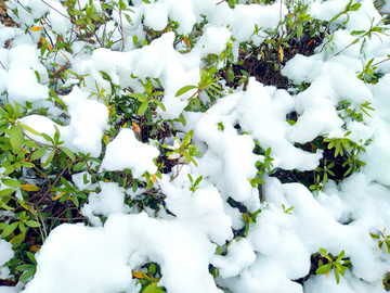 雪景图