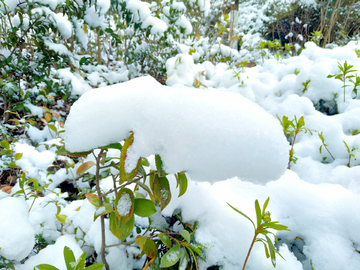 雪景