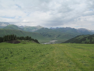 独库公路路边树木