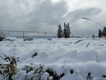 雪地风光