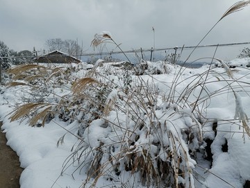 雪地風光