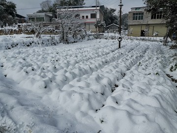 雪地风光