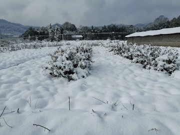 雪地风光