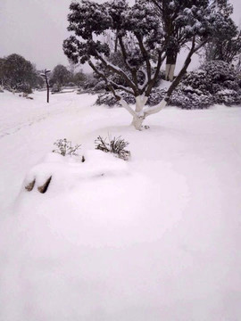 雪地