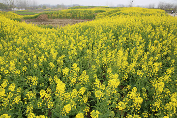 田野油菜花