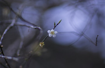 梅花