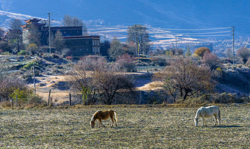 甘孜藏寨彩林草原马匹