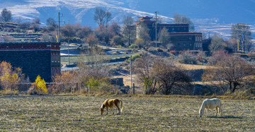 甘孜藏寨彩林草原马匹