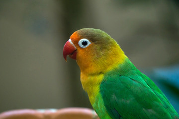 红嘴绿毛鹦鹉
