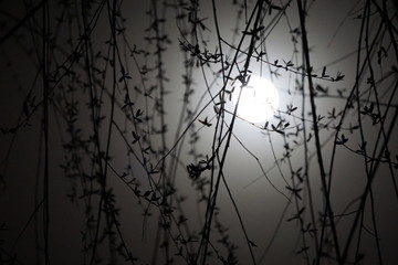月光下的柳树枝条