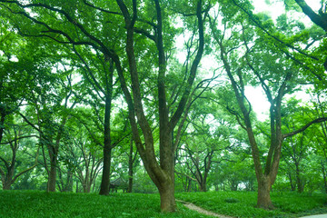 阳光绿色树林森林