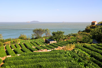 青島嶗山茶園