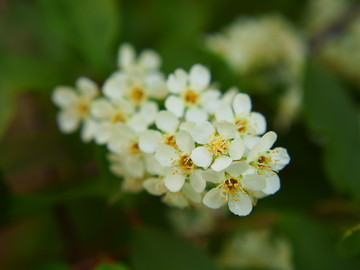 盛开的绣线菊