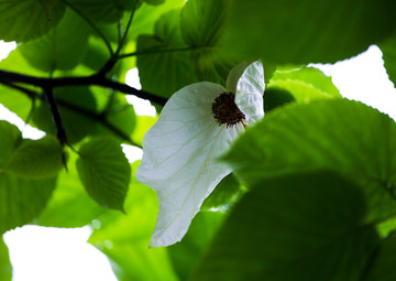 鸽子花