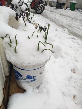 雪中的蔬菜